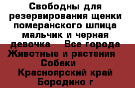 Свободны для резервирования щенки померанского шпица мальчик и черная девочка  - Все города Животные и растения » Собаки   . Красноярский край,Бородино г.